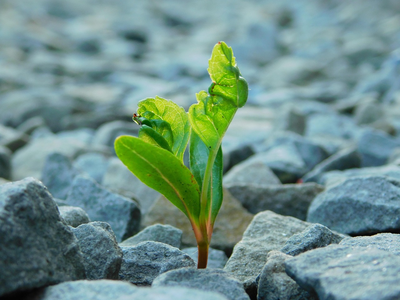 hope, nature, peace of mind, adversity, adversity, adversity, adversity, adversity, adversity